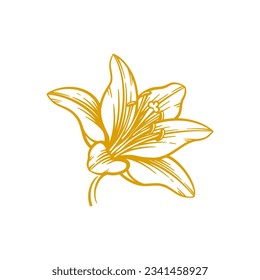 Hand drawn lily flower. Lily flower line art vector illustration