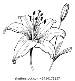 Hand drawn lily flower. Plant design elements.