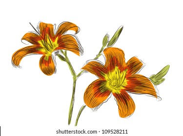 Hand drawn lily flower vector