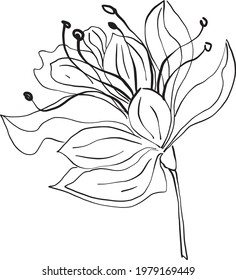 Handgezeichnete Lilienblume. Vektorgrafik für Design.