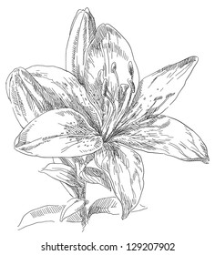 Hand drawn Lily flowers