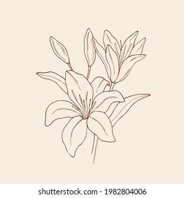 Hand drawn lily flowers. Botanical illustration