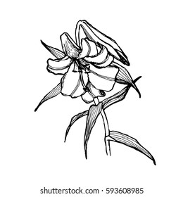 Hand drawn lily flowers isolated on white background vector illustration