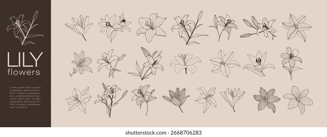 Hand drawn lily flowers. Vector floral illustration. Set of outline or sketches of lily flowers