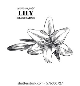 Hand drawn lily isolated on white background. Flowers sketches elements. Retro hand-drawn floral vector illustration.