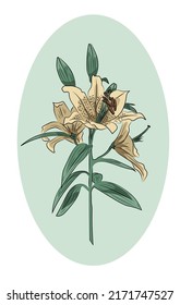 Hand drawn lily sketch. Realistic, ink drawing. Flower in bloom with buds. 