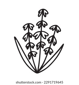 Hand drawn lily of the valley doodle illustration. Doodle lily of the valley flower vector sketch