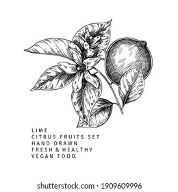 Hand drawn lime fruit slices. Engraved vector illustration. Sour citrus exotic plant. Summer harvest, jam or cocktail vegan ingredient. Menu, package, cosmetic, food design