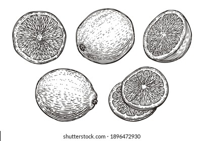 Hand drawn lime or lemon set. Fruit citrus sketch vector