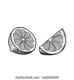 Hand drawn lime or lemon sliced pieces set. Fruit engraved style illustration. Vector illustration