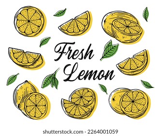 Hand drawn lime or lemon vector illustration  template