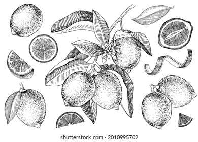 Hand drawn limes. Blooming lime branch, half of lime, lime slices, skin and leaves. Vector set in retro style