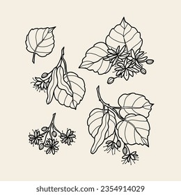 Hand drawn linden tree collection