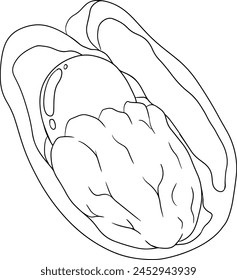 	
Hand drawn line Ackee, Blighia sapida or achee, medicinal plant. Vector plant Illustration on white Background for coloring pages, label, poster, print
