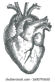 Hand drawn line art anatomic human heart. Monochrome vector illustration