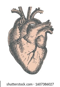 Hand drawn line art anatomic human heart