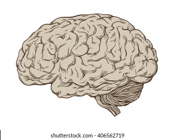 Hand drawn line art anatomically correct human brain. Isolated over white background vector illustration.
