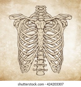 Hand drawn line art anatomically correct human ribcage. Da Vinci sketches style over grunge aged paper background vector illustration