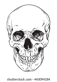 Hand drawn line art anatomically correct human skull isolated. Black and white vector illustration