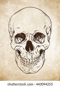 Hand drawn line art anatomically correct human skull. Da Vinci sketches style over grunge aged paper background vector illustration