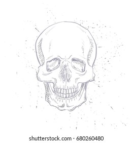 Hand drawn line art anatomically correct human skull .