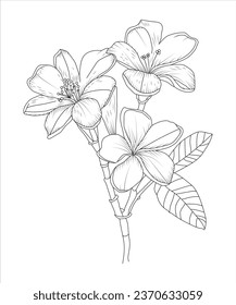 Hand drawn line art beautiful plumeria flower illustration anti-stress coloring book page for adults. Floral print. Outline poppies. Perfect for coloring book, invitation, greeting card, print.