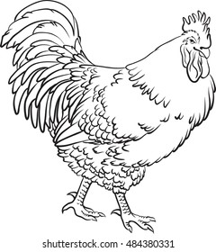 Hand drawn line art black and white sketch of a cartoon cock on a white background