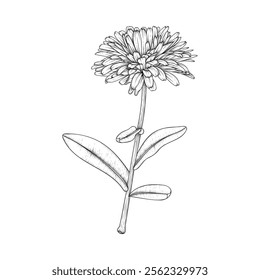 Hand drawn line art calendula flower stem isolated on white background