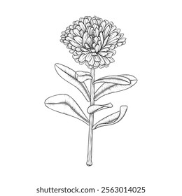 Hand drawn line art calendula flower stem isolated on white background