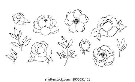Hand drawn line art collection of peony flowers, buds, branches and leaves in black and white. Floristic set with line art clipart elements. Floral clipart isolated on white background