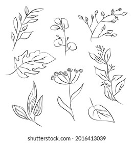 Hand drawn line art collection of different herbs and grasses. Vector illustration, doodle style.