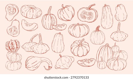 hand drawn line art collection of various pumpkins, squash, gourds, and slices. Whimsical autumn harvest vector elements for thanksgiving and fall design, seasonal posters, rustic festive decor.