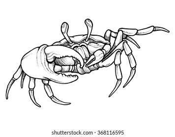 Hand drawn line art crab