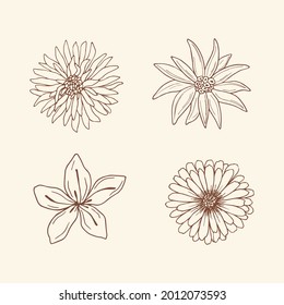 Hand drawn line art flowers. Aster, edelweiss, saffron and calendula set.