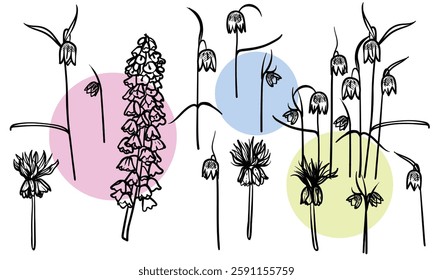 Hand drawn line art fritillaries on stems with blooms. Vector illustrations set of spring flowers. Elegant sketchy doodles of beautiful flowers. Graphic assets for print and online designs.