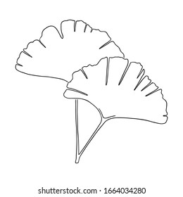 Hand drawn line art ginkgo leaves. Outline drawing sketch. Vector illustration