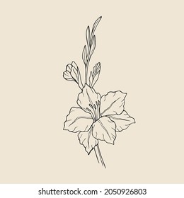 Hand drawn line art gladiolus flower