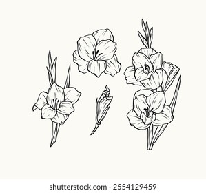 Hand drawn line art gladiolus flowers collection