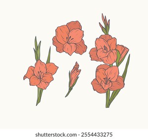 Hand drawn line art gladiolus flowers set