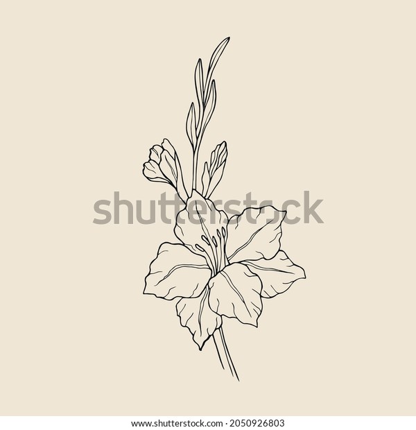 Hand drawn line art\
gladiolus flower