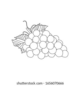 Hand drawn line art grape vector eps 10