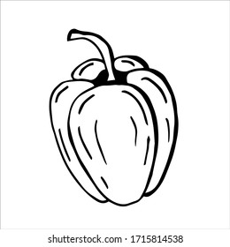 Hand drawn line art illustration. Drawing healthy food - sweet pepper. Vector graphic. Can be used for printing on fabric, clothing, mugs, postcards and much more.