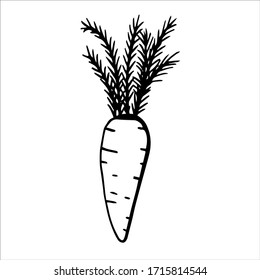 Hand drawn line art illustration. Drawing healthy food - chinese carrot. Vector graphic. Can be used for printing on fabric, clothing, mugs, postcards and much more.