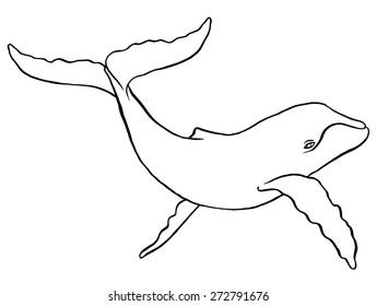 Hand drawn line art illustration of a Humpback Whale