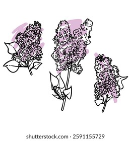 Hand drawn line art lilacs on branches with leaves. Vector illustrations set of spring flowers. Elegant sketchy doodles of beautiful flowers. Graphic assets for print and online designs.