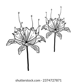 hand drawn line art lily flower bouquet decoration