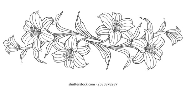 hand drawn line art lily flowers. Vector eps