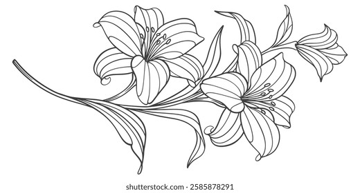 hand drawn line art lily flowers. Vector eps