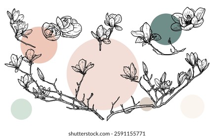 Hand drawn line art magnolias on branches or in bloom. Vector illustrations set of spring flowers. Elegant sketchy doodles of beautiful flowers. Graphic assets for print and online designs.