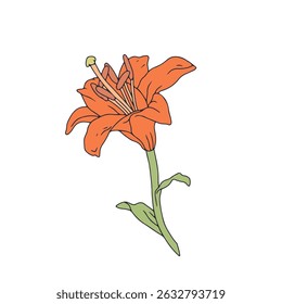 Desenhado à mão arte lírio laranja flor. Flor de maio do mês de nascimento. Ilustração vetorial botânica isolada em branco.
